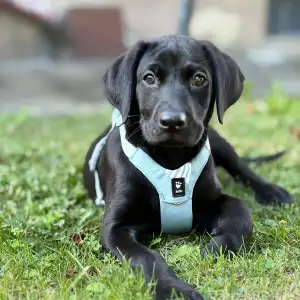 Labrador Retriever - Working Line Labrador Blackthorn Gundogs Parents