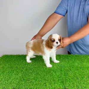 Cavalier King Charles Spaniel - Karosso