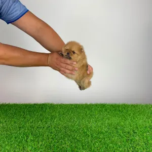 Pomeranian - Oreo