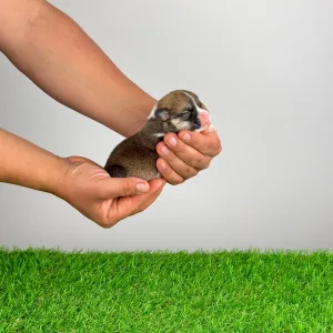 Welsh Corgi Pembroke - Zenon