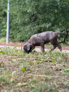 Cane Corso Italiano - Alessia