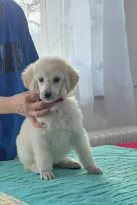 Grosspudel - Fortuna Avior Alina