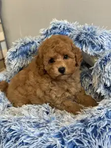 Poodle Miniature - Fairytail World Gabbana
