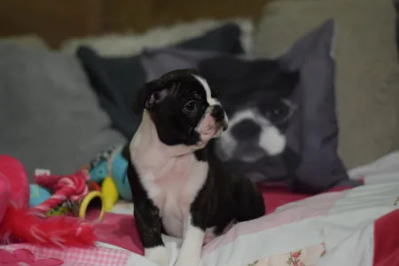 Boston Terrier - Üstökös ( Comet )