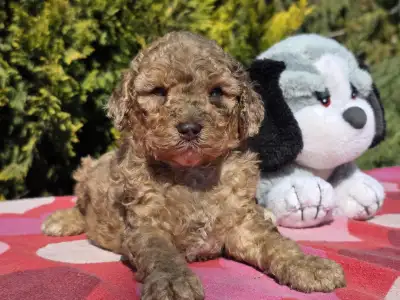 Cavapoo - Chocapic