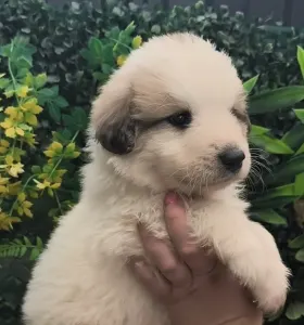 Pyrenean Mountain Dog - Candybelldream Egon