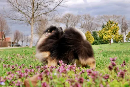 German Pomeranian Spitz - Balenciaga