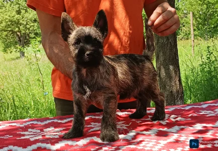 Cairn Terrier - Giles