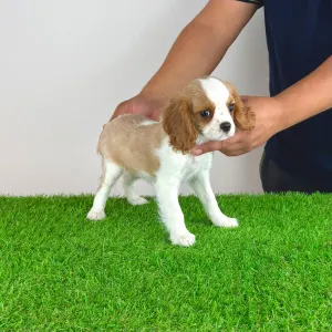 Cavalier king Charles spaniel - Vila