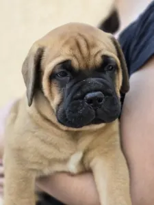 Bullmastiff - Cozia