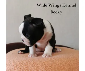 Boston Terrier - Wide Wings Becky