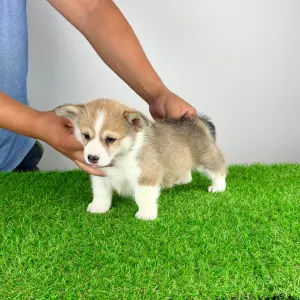 Welsh Corgi Pembroke - Dessy