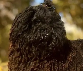 Puli - Tincses-kincsem Lagotto & Puli