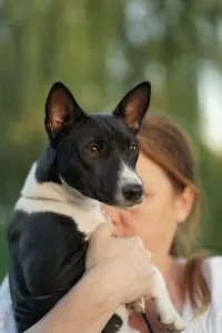 Basenji - Lucky Alien Lightnes Butterfly
