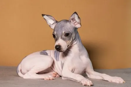 American Hairless Terrier - Aura Belle