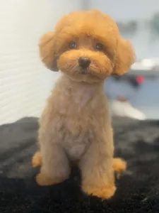 Pudel Toy - Snookie (toy Size)