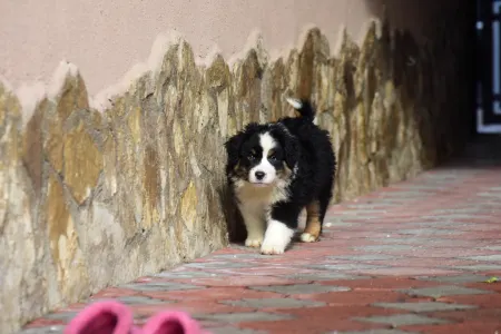 Miniature American Shepherd - Winstead Of Smoke And Saddle 