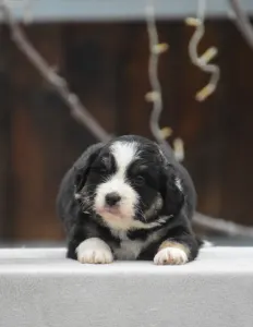 Miniature American Shepherd - Winstead Ode To The Western Sky