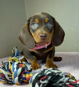 Bassotto - Charlotte