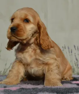 Angol Cocker spániel - Anney