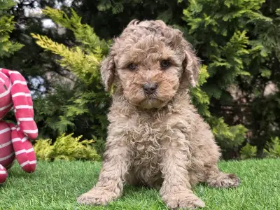 Cavapoo - Chocapic