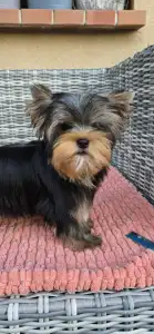 Yorkshire Terrier - Taboo (kisméretű / Small Size)