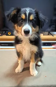 Border Collie - Mimir