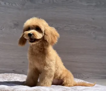 Cavapoo - Nándor