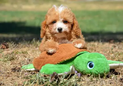 Cavapoo - Ronnie( Toy Size)