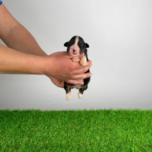 Australian Shepherd - Cash