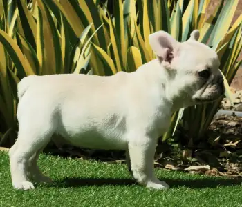 Französische Bulldogge - Lui