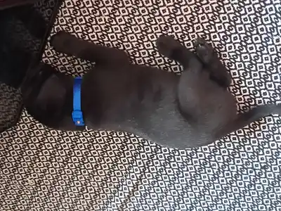 Cane Corso - Blaze
