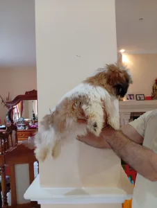 Shih Tzu - Shih Tzu Bella