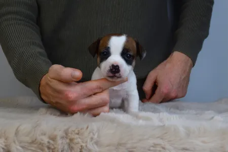 Jack Russell Terrier - Gold Leash Udon