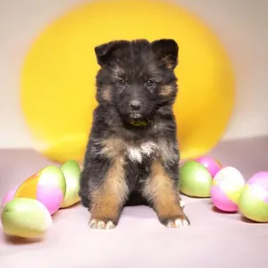 German Shepherd Dog - Csereerdei Lina