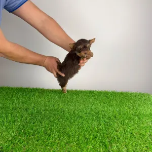 Yorkshire Terrier - Landro