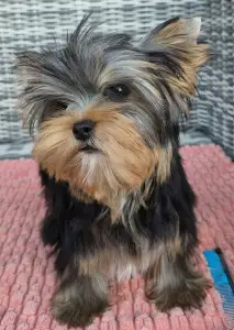 Yorkshire Terrier - Taboo (kisméretű / Small Size)