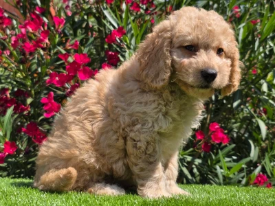 Cavapoo - Frakk