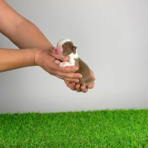 Australian Shepherd - Dax