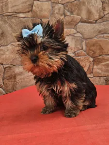 Yorkshire Terrier - Beni