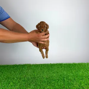 Poodle Miniature - Velvet