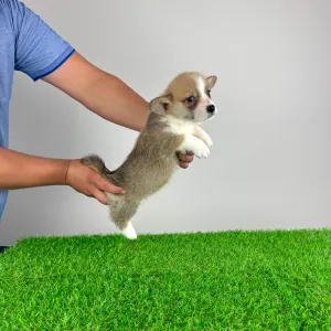 Welsh Corgi Pembroke - Spike