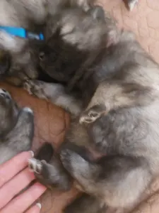 Wolfsspitz - Silver Whirl Beauty Bona