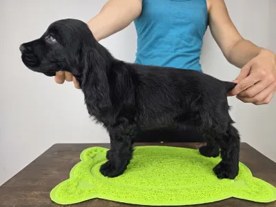 Cocker spaniel angielski - Sugar Rush Ride