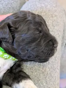 Lagotto romagnolo - Ürömi Szarvasgombász Jàgó