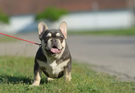 Französische Bulldogge - Aida