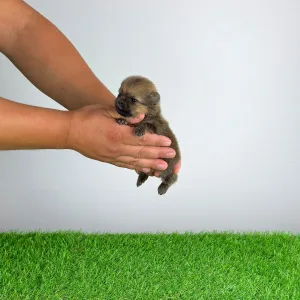 Pomeranian - Tompson