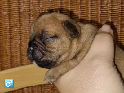 Buldog francuski - Esko