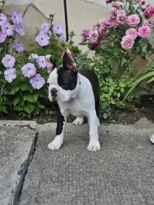 Terrier de Boston - Victorias Grande Enzo