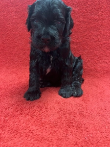 Portuguese Water Dog - Goliáš